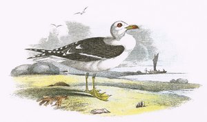 Gabbiano reale minore