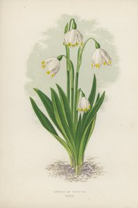 Leucojum Vernum (litografia a colori) da English School