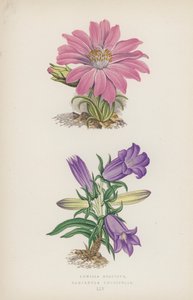 Lewisia Rediviva; Campanula Longifolia (litografia a colori) da English School