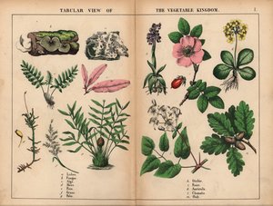 Lichene, fungo, alga, muschio, felce, erba, palma, orchidea, rosa, auricola, clematide e quercia, da 