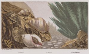 Patella, Porpora, Patella con fessura (litografia a colori) da English School