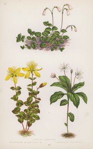 Linnaea Borealis; Iperico Nummularium; Trientalis Europaea