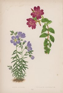 Linum Alpinum; Epilobium Obcordatum (litografia a colori) da English School