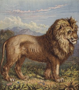 Leone da English School