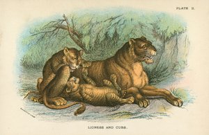 Leonessa e cuccioli