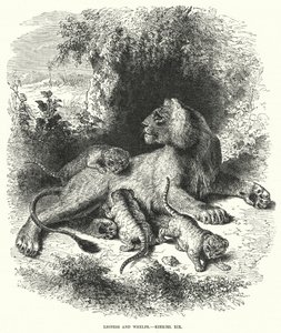 Leonessa e cuccioli, Ezechiele XIX (incisione) da English School