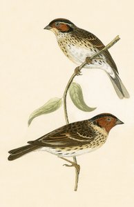 Zigolo minore, illustrazione da 