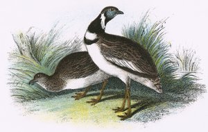 Gallina prataiola da English School