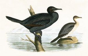 Cormorano minore, illustrazione da 
