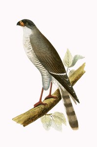 Piccolo falco dal becco rosso, illustrazione da 