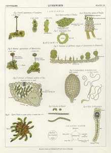 Epatiche