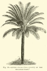 Cicadea vivente (Cycas circinalis) della costa del Malabar da English School