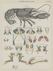 Aragosta, Homarus Vulgaris da English School