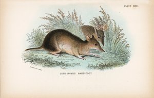 Bandicoot dal Naso Lungo