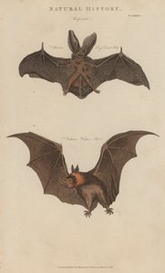 Pipistrello dalle lunghe orecchie e pipistrello vampiro da English School