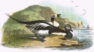 Anatra codalunga
