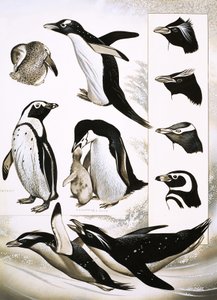Guardando la Natura: Cosa sono i Pinguini Spheniscidae! da English School