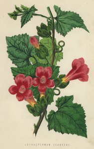 Lophospermum Scandens da English School