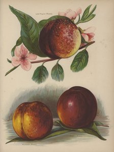 Lord Napier (Rivers), Humboldt (Rivers), Dryden (Rivers) da English School