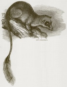 Ptilocerco di Low, illustrazione da Cassells Natural History da English School