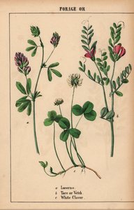 Erba medica, veccia e trifoglio bianco, da 