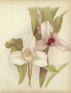 Lycaste skinneri e varietà bianca
