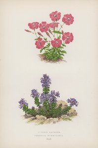 Lychnis Lagascae; Veronica Nummularia (litografia a colori) da English School
