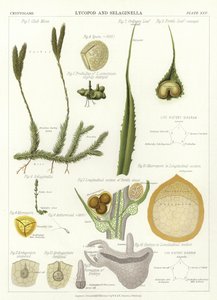 Licopodio e Selaginella