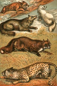 Lince, volpe crociata, volpe artica, volpe comune e ghepardo da English School