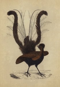 Uccello lira (litografia a colori) da English School