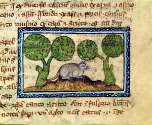 Un gatto accovacciato su un cumulo di terra (dettaglio) da English School