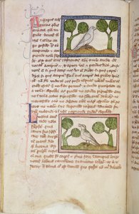 MS 379 f.22v Pagina di testo con un falco bianco e un usignolo, da un Bestiario (pergamena)