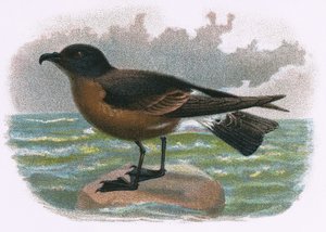 Petrello di Madeira