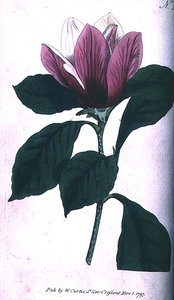 Magnolia (Magnolia purpurea), tavola 390 da 
