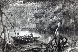Foresta di mangrovie, frontespizio dell