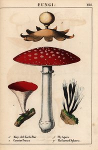 Geastrum a molte fessure, Peziza carminio, Amanita muscaria e funghi sphaeria a corno piatto, da 