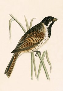 Zigolo delle paludi, illustrazione da 
