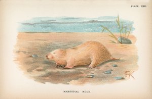 Talpa marsupiale da English School