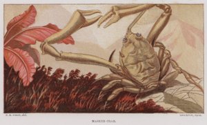 Granchio mascherato (litografia a colori)