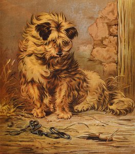 Maestro Jacko