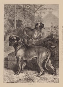 Mastini (incisione)