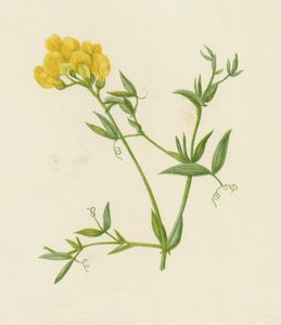 Veccia dei prati, Lathyrus Pratensis da English School