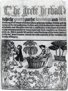 Giardino di erbe medievali