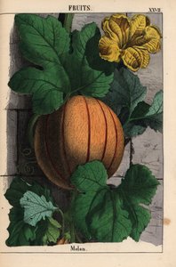 Melone, con frutto arancione maturo, fiore giallo e grandi foglie verde scuro Cucumis melo, da 