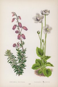 Menziesia Polifolia; Parnassia Palustris da English School