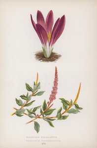 Merendera Bulbocodium; Polygonum Vaccinifolium (litografia a colori) da English School