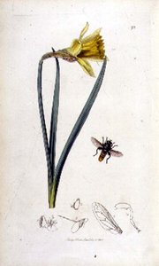 Merodon clavipes (mosca volante) e narciso, pub. da John Curtis in 