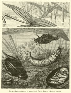 Metamorfosi del grande coleottero acquatico, Hydrous pisceus da English School