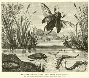 Metamorfosi del coleottero tuffatore, Dyticus marginalis da English School