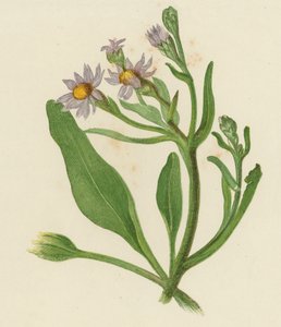 Aster di San Michele, Aster Tripolium da English School